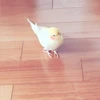 ちゃしーなの
