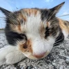アフロ48