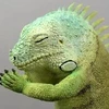 ぶんちゃん