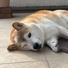 MetroMatsu