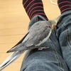 さるやん