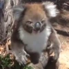ibu