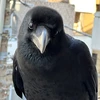 kakkaroon