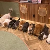 ねるなる