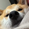 もんさん