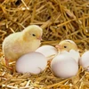 egg.