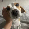 やぶこ