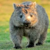 Wombataro
