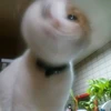 エビ