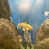 コノカンピー