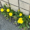 ま