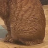 ねこ太