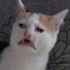 生き