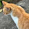 湯