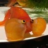 おみつ