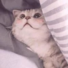 リュウソウ