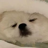 にっか