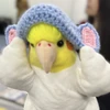 ぷりん