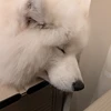 ぱぷ