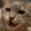 毎秒猫吸いたい