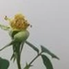 やまもとなほ