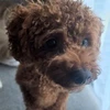 シーチキン