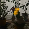 さくら
