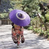 鈴懸の木の道で君の微笑みを夢に