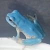 ぱにしゅ