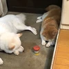 りんごぱい