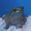 ぼさこ