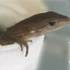 人間