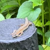 兎文人