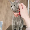 知花
