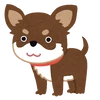 となりのチワワちゃん