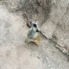 かえで