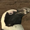 ぺんたん