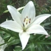 lily
