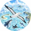 わたりあほうどり
