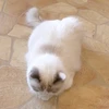 neko