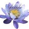 kocchi