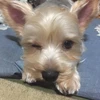 りんこ