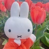 みぴ