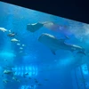 水卜ション