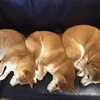 ひで