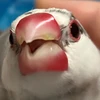 umeneri