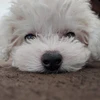babchan