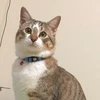 まざらし