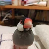もめん豆腐