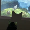 やせこ